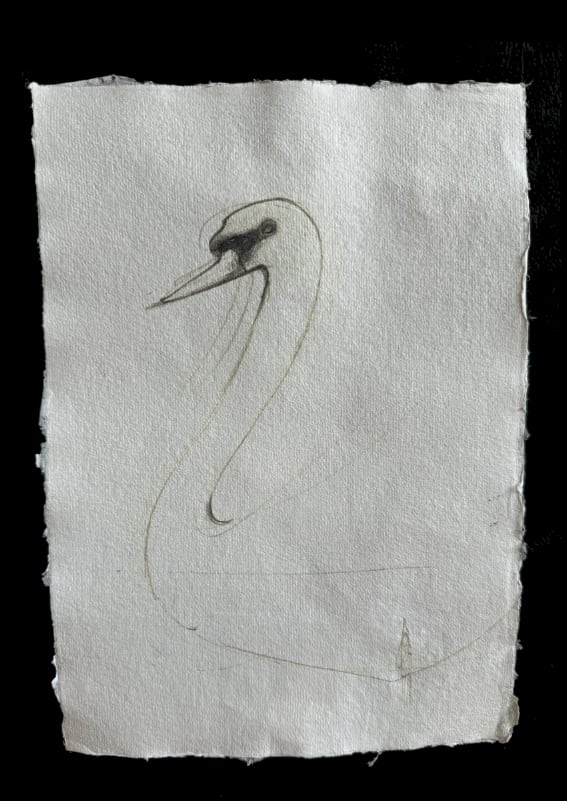 Swan study