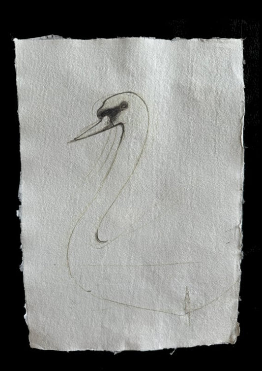 Swan study